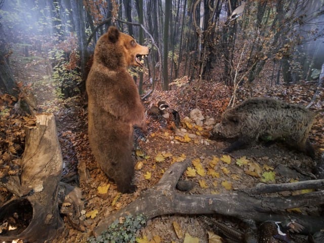 мечка и глиган