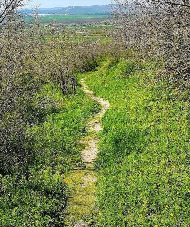 пътека в гората