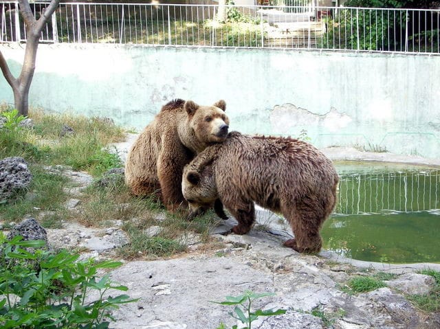 две мокри мечки