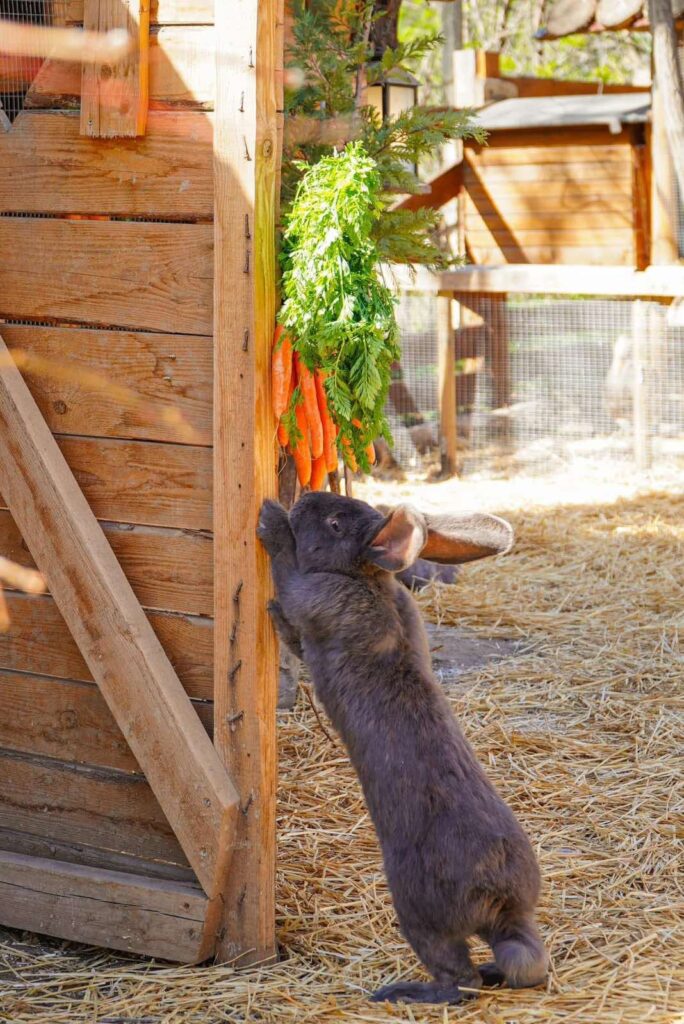 happy farm 